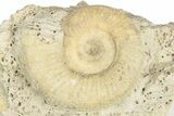 Callovian Ammonite (Hamulisphinctes) Fossil - France #249028-1